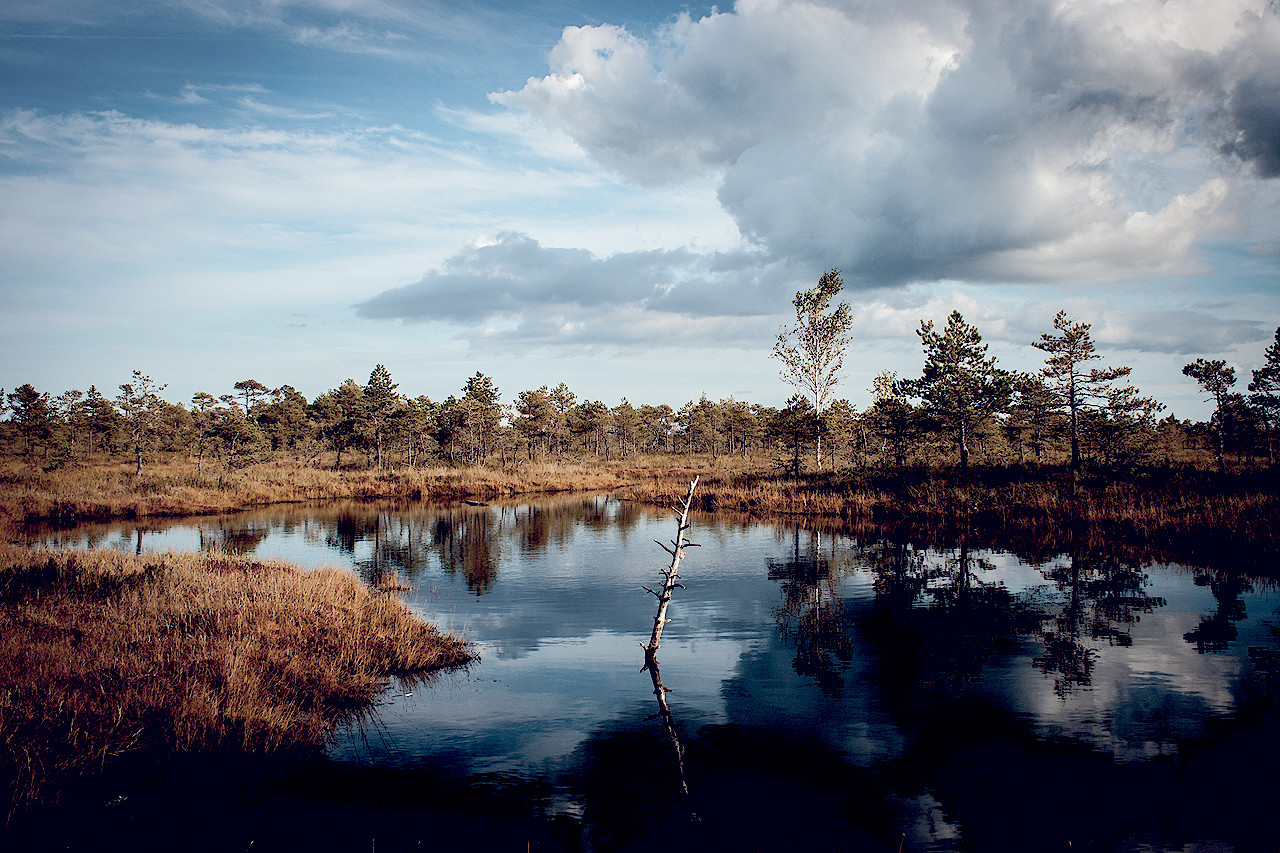A reflective autumn bog pond graded with the selected preset